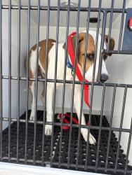 Shelter Stray Male Dog last seen Near BLOCK W 17TH ST, PUEBLO, CO, 4600 Eagleridge Pl, Pueblo, CO 81008, USA