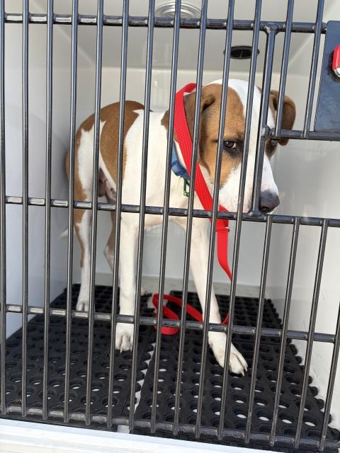Shelter Stray Male Dog last seen Near BLOCK W 17TH ST, PUEBLO, CO, 4600 Eagleridge Pl, Pueblo, CO 81008, USA