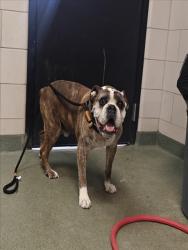 Shelter Stray Male Dog last seen Near BLOCK CAMINO TRES ARROYOS SANTA FE NM 87507, 100 Caja Del Rio Rd, Santa Fe, NM 87507, USA