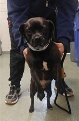 Shelter Stray Female Dog last seen Near BLOCK CAJA DEL RIO RD SANTA FE NM 87507, 100 Caja Del Rio Rd, Santa Fe, NM 87507, USA