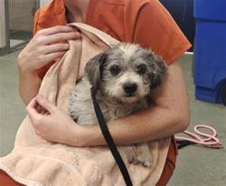 Shelter Stray Male Dog last seen ASPEN LOOP AND MAPLE ST SANTA FE NM 87507, 100 Caja Del Rio Rd, Santa Fe, NM 87507, USA