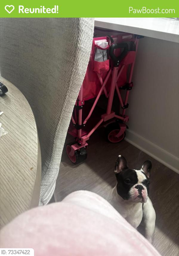 Reunited Male Dog last seen Near top golf, Virginia Beach, VA 23451