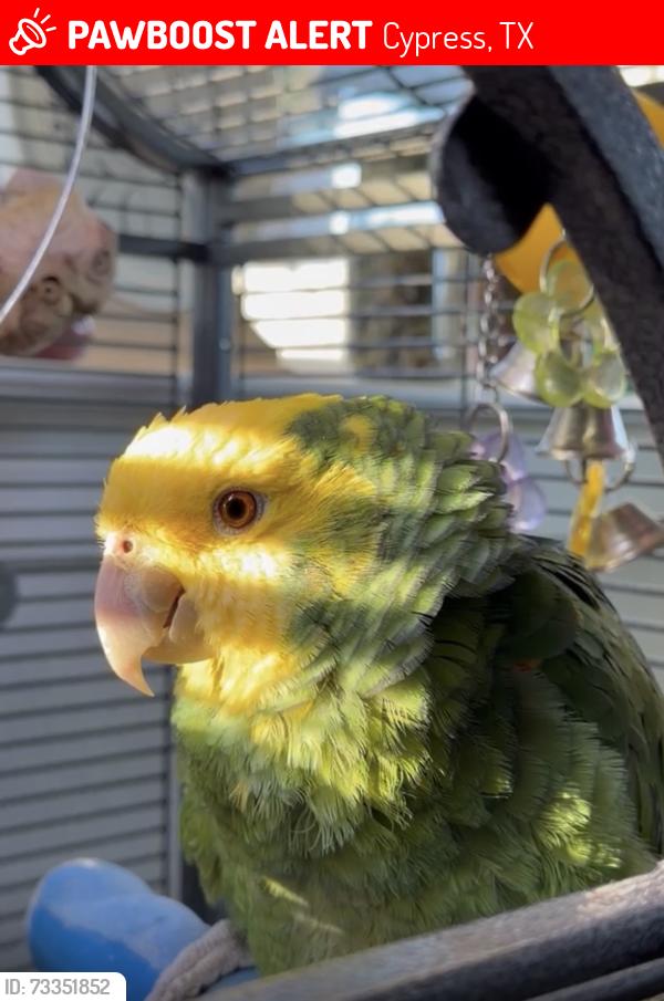 Lost Female Bird last seen Camp Bow Wow, Cypress, TX 77429