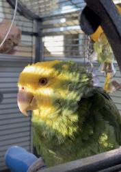 Lost Female Bird last seen Camp Bow Wow, Cypress, TX 77429