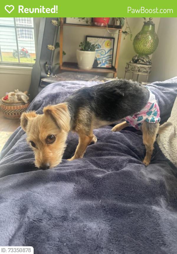 Reunited Unknown Dog last seen Burnt Umber Dr, Charlotte, NC 28215, USA, Charlotte, NC 28215