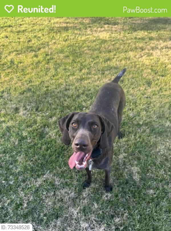 Reunited Female Dog last seen Saguaro lake cove 2, Maricopa County, AZ 85264