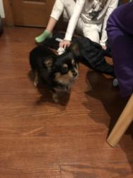 Reunited Female Dog last seen anderson ferry rd across from bright path daycare, close to delhi, Cincinnati, OH 45238