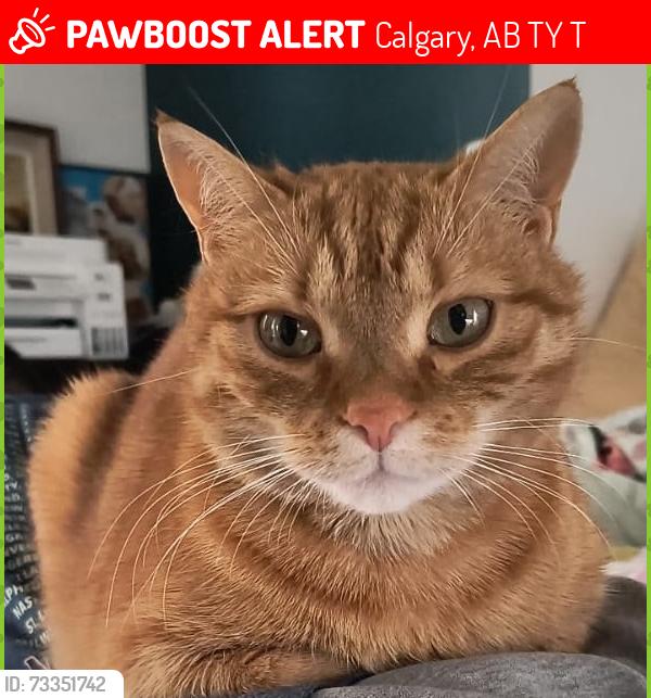 Lost Male Cat last seen Marshall Springs School | Calgary Board of Education, Calgary, AB T2Y 4T4