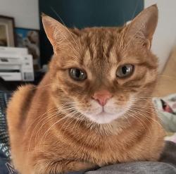 Lost Male Cat last seen Marshall Springs School | Calgary Board of Education, Calgary, AB T2Y 4T4