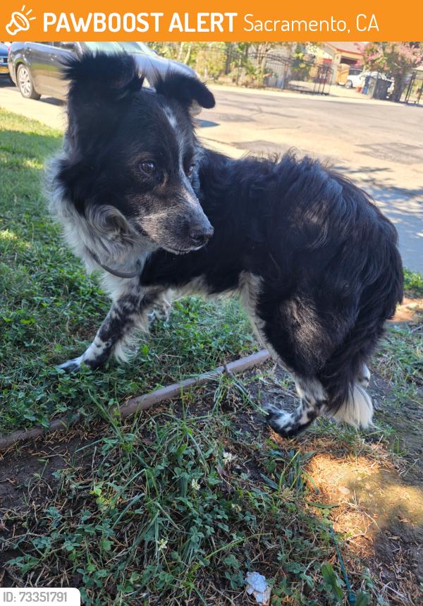 Found/Stray Unknown Dog last seen Saddleback Way, Sacramento, CA 95823