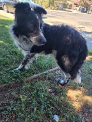 Found/Stray Unknown Dog last seen Saddleback Way, Sacramento, CA 95823