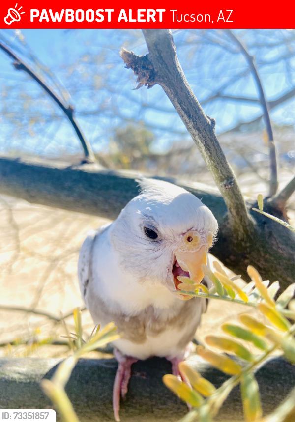 Lost Female Bird last seen 10th ave, Tucson, AZ 85713