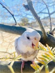 Lost Female Bird last seen 10th ave, Tucson, AZ 85713