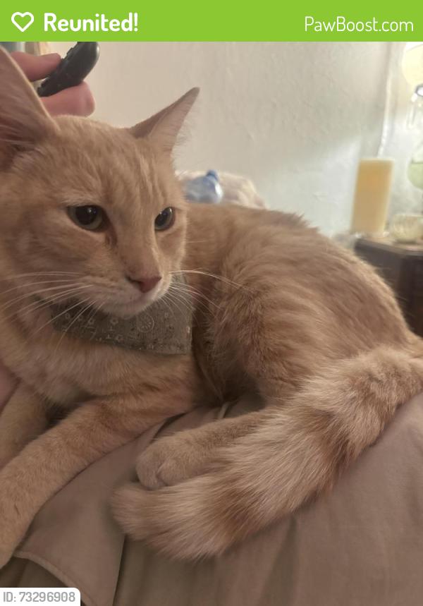 Reunited Unknown Cat last seen On my trash can, then side yard, then let inside bc raining. It wanted to go back outside and couldn’t grab again. I’m hoping he comes back like he has been, Salt Lake City, UT 84104