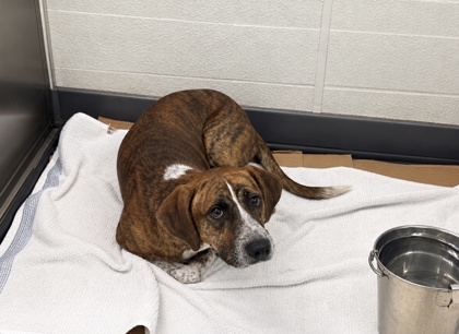 Shelter Stray Male Dog last seen , D'Iberville, MS, 2615 25th Ave, Gulfport, MS 39501, USA