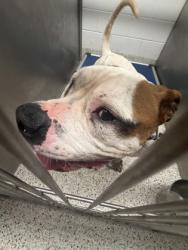 Shelter Stray Male Dog last seen Near Cheshire Bridge Rd Ne, Atlanta, GA, 1251 Fulton Industrial Blvd NW, Atlanta, GA 30336, USA