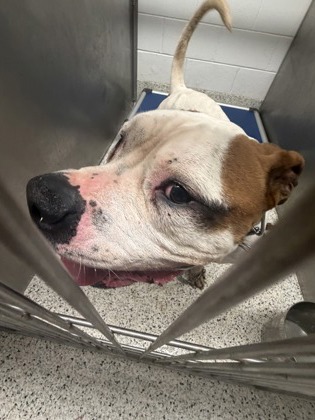 Shelter Stray Male Dog last seen Near Cheshire Bridge Rd Ne, Atlanta, GA, 1251 Fulton Industrial Blvd NW, Atlanta, GA 30336, USA
