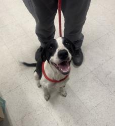 Shelter Stray Female Dog last seen , Harrison County, MS, 2615 25th Ave, Gulfport, MS 39501, USA