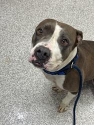Shelter Stray Female Dog last seen Near N. Potomac St., 21205, MD, 2490 Giles Rd, Baltimore, MD 21225, USA