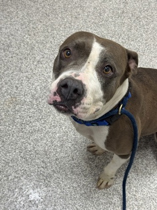 Shelter Stray Female Dog last seen Near N. Potomac St., 21205, MD, 2490 Giles Rd, Baltimore, MD 21225, USA