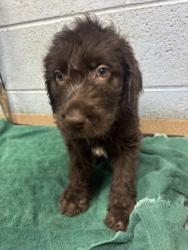 Shelter Stray Male Dog last seen Near Buford Hwy NE, Atlanta, GA 30341, 30341, GA, 3280 Chamblee Dunwoody Rd, Chamblee, GA 30341, USA