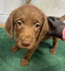 Shelter Stray Female Dog last seen Near Buford Hwy NE, Atlanta, GA 30341, 30341, GA, 3280 Chamblee Dunwoody Rd, Chamblee, GA 30341, USA