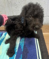 Shelter Stray Male Dog last seen Near Buford Hwy NE, Atlanta, GA 30341, 30341, GA, 3280 Chamblee Dunwoody Rd, Chamblee, GA 30341, USA