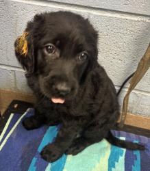 Shelter Stray Female Dog last seen Near Buford Hwy NE, Atlanta, GA 30341, 30341, GA, 3280 Chamblee Dunwoody Rd, Chamblee, GA 30341, USA