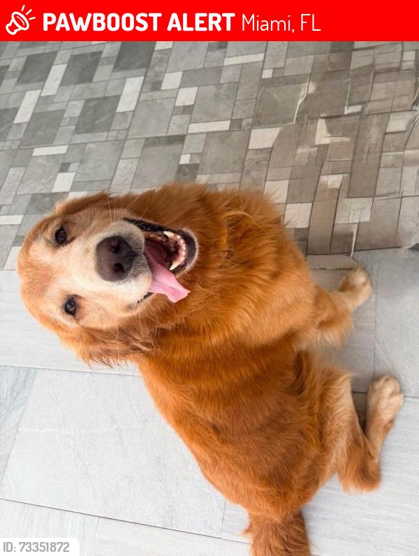 Lost Male Dog last seen Near S Dixie Hwy Miami, FL 33170 United States, Miami, FL 33170