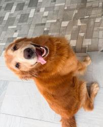 Lost Male Dog last seen Near S Dixie Hwy Miami, FL 33170 United States, Miami, FL 33170