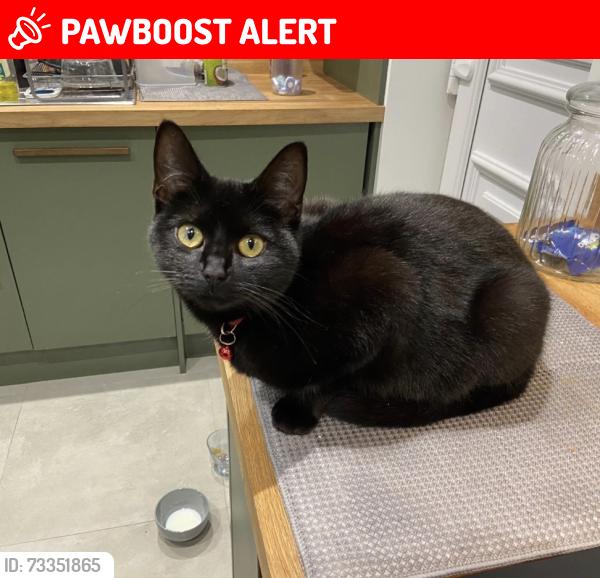 Lost Female Cat last seen Livesey street, Greater Manchester, England 
