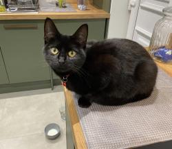 Lost Female Cat last seen Livesey street, Greater Manchester, England 