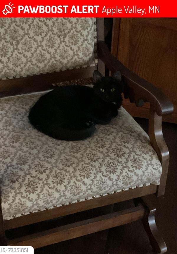 Lost Male Cat last seen Diamond Path and 42, Apple Valley, MN 55124