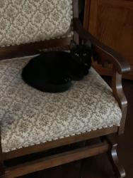 Lost Male Cat last seen Diamond Path and 42, Apple Valley, MN 55124