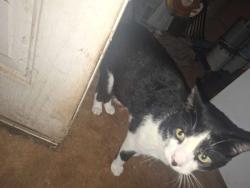 Reunited Male Cat last seen Near Lovelace rd, Forest City, NC 28043