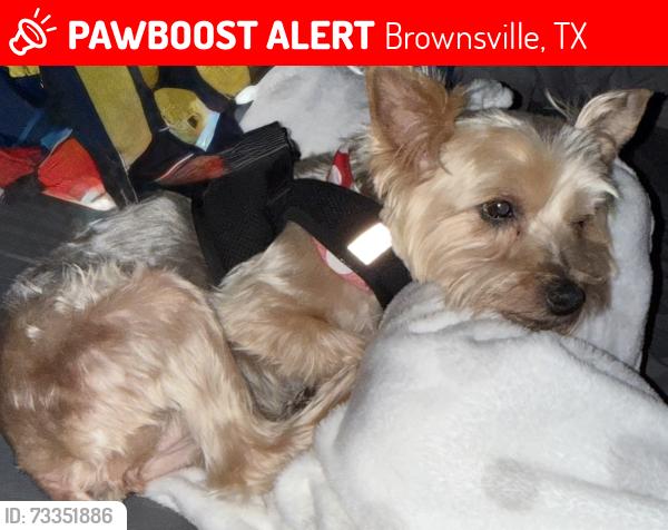 Lost Female Dog last seen Pinion and Las Palomas (Alton gloor), Brownsville, TX 78526
