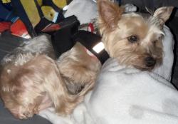 Lost Female Dog last seen Pinion and Las Palomas (Alton gloor), Brownsville, TX 78526