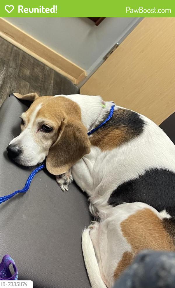 Reunited Female Dog last seen Near site 234 going into the woods, Foster, RI 02825