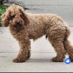 Lost Male Dog last seen Park st Forest Street, Ridge Street, Fall River, MA 02720