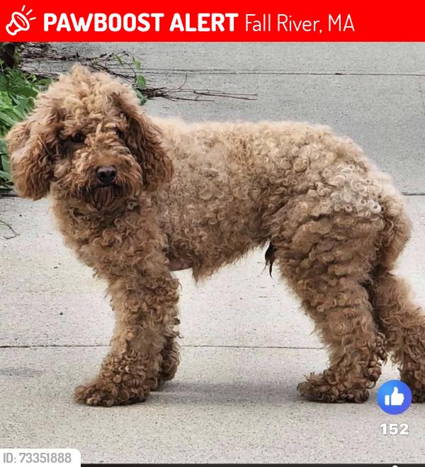 Lost Male Dog last seen Park st Forest Street, Ridge Street, Fall River, MA 02720