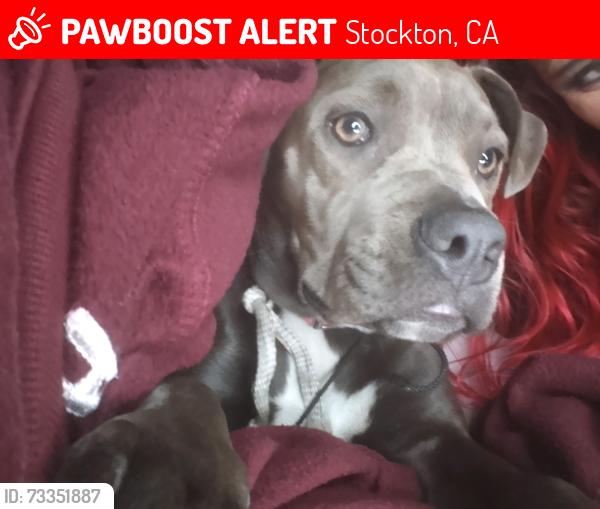 Lost Female Dog last seen West Fremont and Mount Diablo, Stockton, CA 95203