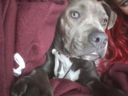 Lost Female Dog last seen West Fremont and Mount Diablo, Stockton, CA 95203