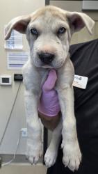 Shelter Stray Female Dog last seen Near Lexington Avenue, El Cajon, CA, 92019, El Cajon, CA 92020, USA