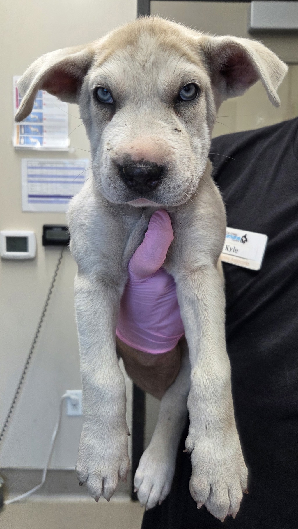 Shelter Stray Female Dog last seen Near Lexington Avenue, El Cajon, CA, 92019, El Cajon, CA 92020, USA