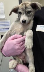 Shelter Stray Female Dog last seen Near Lexington Avenue, El Cajon, CA, 92019, El Cajon, CA 92020, USA