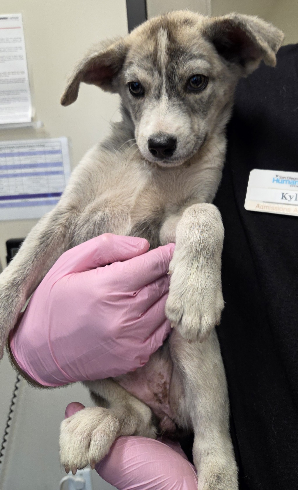 Shelter Stray Female Dog last seen Near Lexington Avenue, El Cajon, CA, 92019, El Cajon, CA 92020, USA
