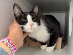 Shelter Stray Female Cat last seen Apt 2D,310 W 143 Street, NEW YORK, NY, 10030, 326 E 110th St, New York, NY 10029, USA