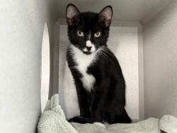 Shelter Stray Male Cat last seen NEW YORK, NY, 10029, 326 E 110th St, New York, NY 10029, USA