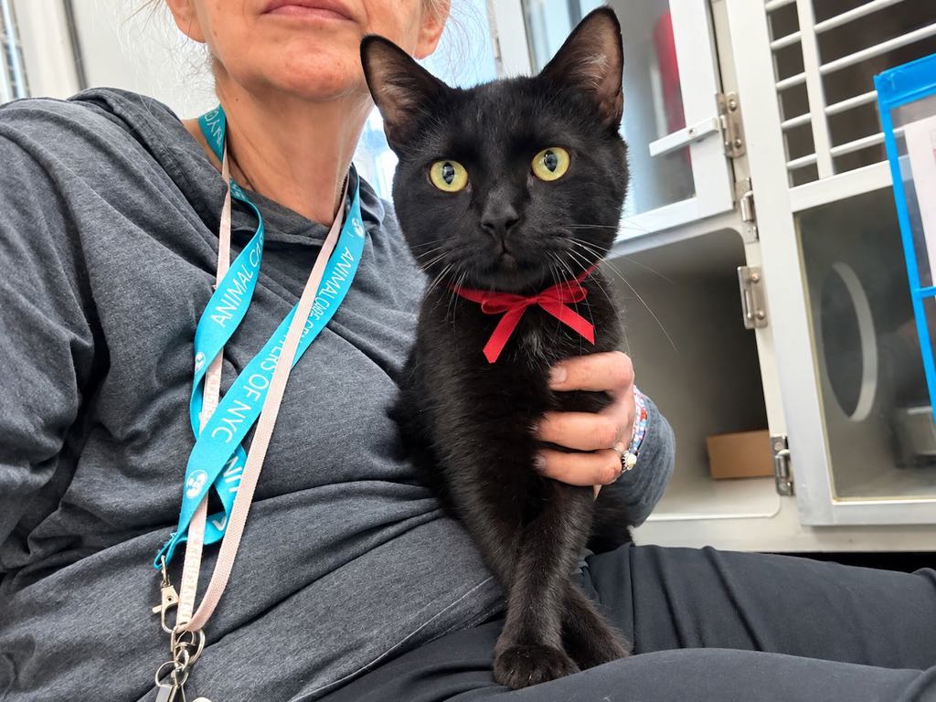 Shelter Stray Male Cat last seen Near Walton Avenue, BRONX, NY, 10453, 326 E 110th St, New York, NY 10029, USA
