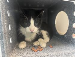 Shelter Stray Unknown Cat last seen Utica Avenue, BROOKLYN, NY, 11213, 326 E 110th St, New York, NY 10029, USA